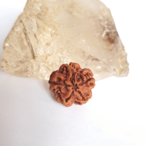 Rudraksh 1 mukhi round
