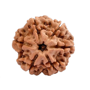 Rudraksh 6 mukhi