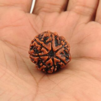 Rudraksh 7 mukhi