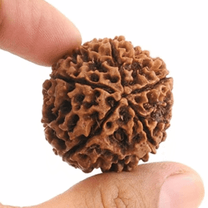 Rudraksh 5 mukhi
